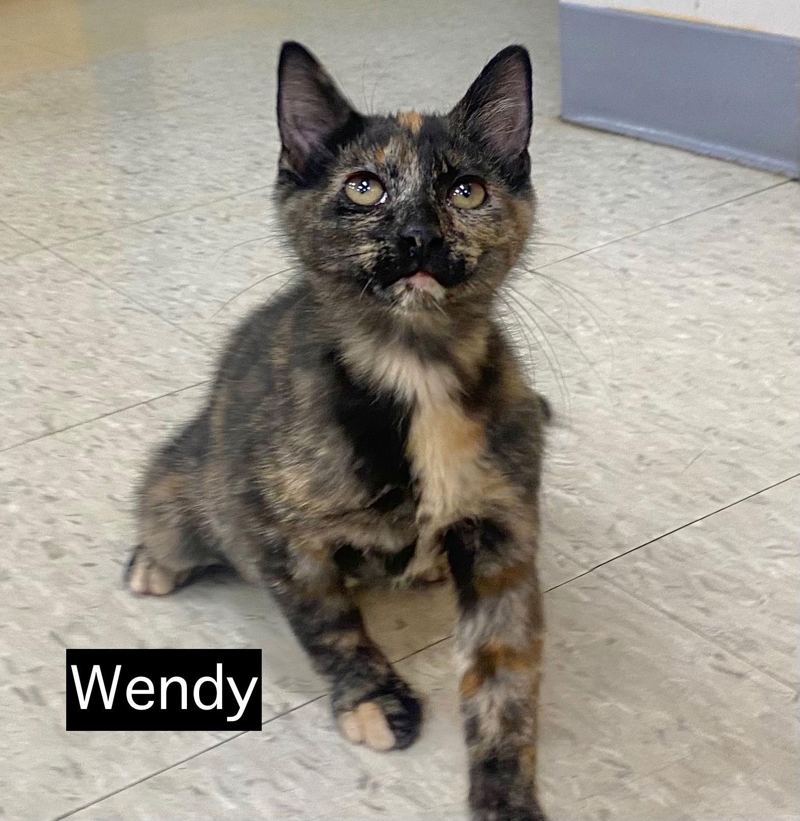 CAT- WENDY, a Adoptable Domestic Medium Hair in GILBERTS, IL image 3/3