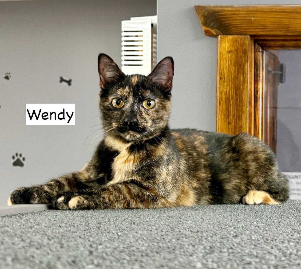Enlarge CAT- WENDY, a Adoptable Domestic Medium Hair in GILBERTS, IL image 3/3
