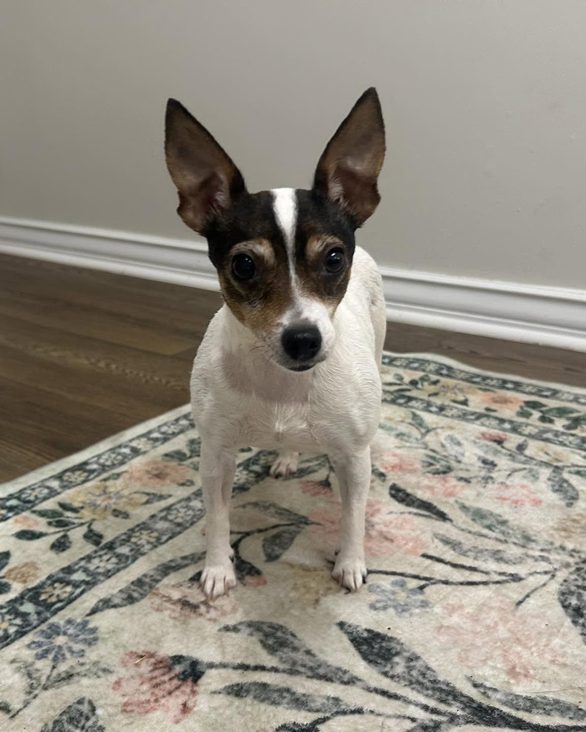 Enlarge Tequila, a Adoptable mixed breed in Tallahassee, FL image 1/1
