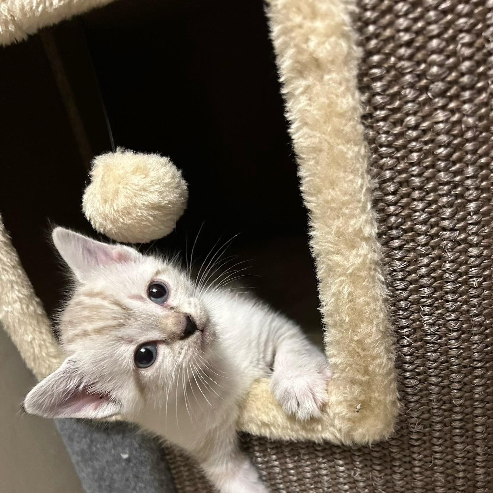 Enlarge White Litter, an adopted American Shorthair in atlanta, GA image 1/5