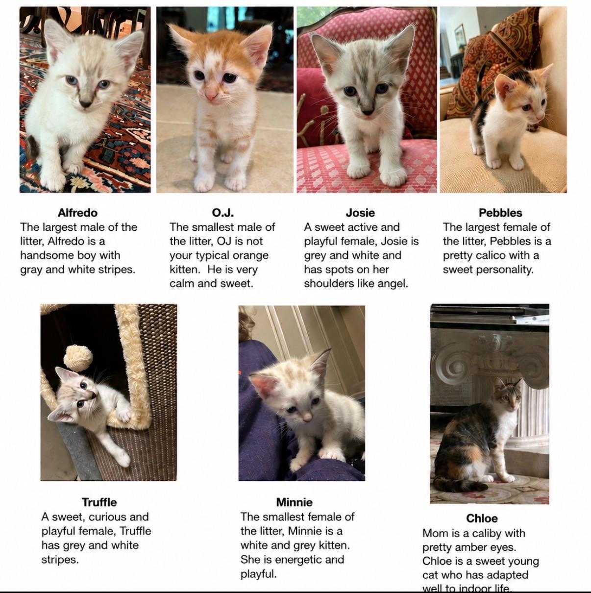 Enlarge White Litter, an adopted American Shorthair in atlanta, GA image 3/5