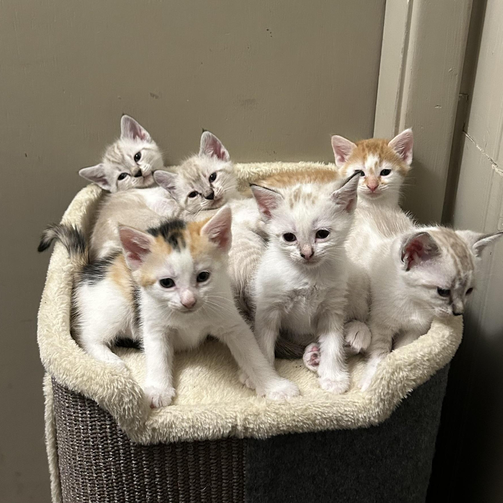 Enlarge White Litter, an adopted American Shorthair in atlanta, GA image 2/5