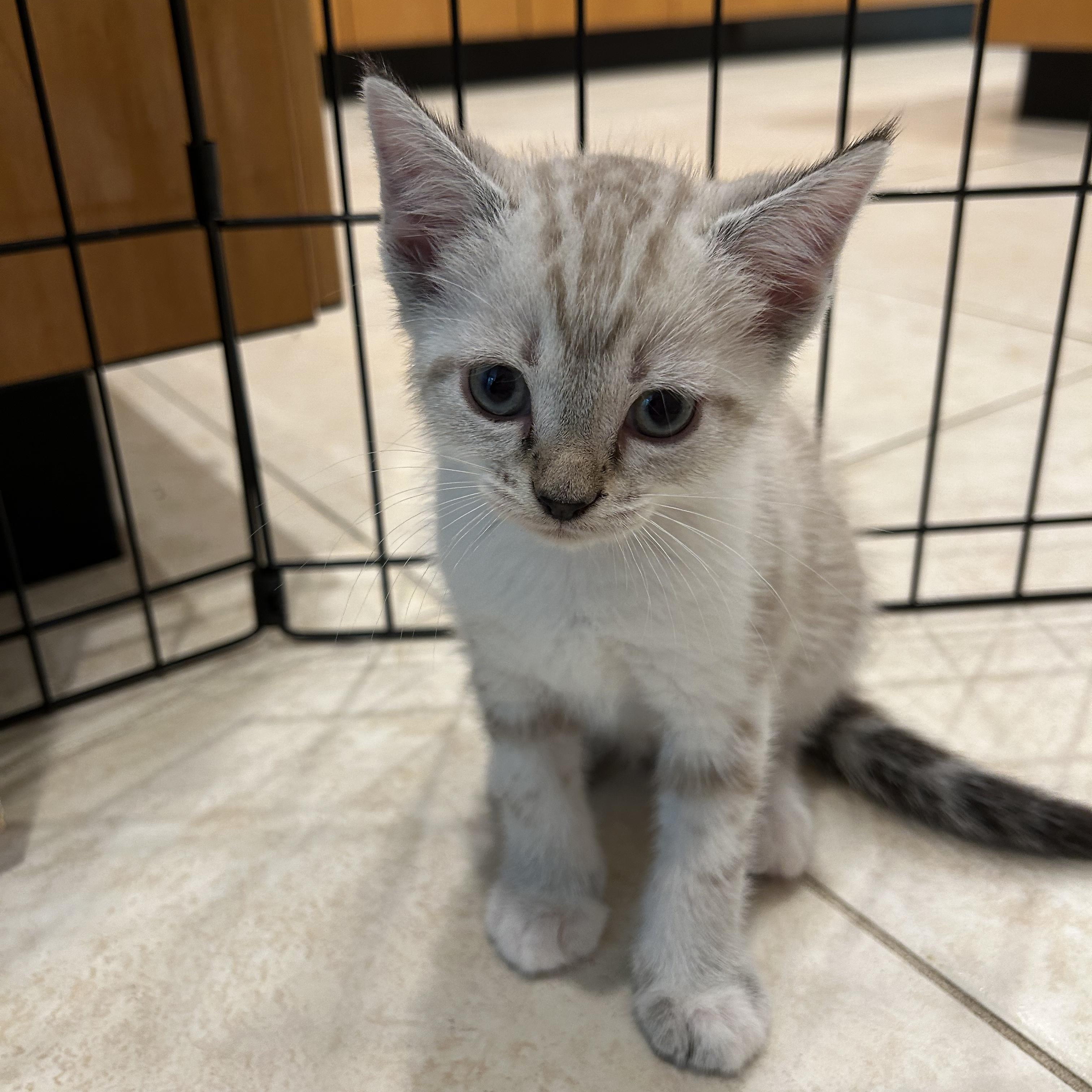 Enlarge White Litter, an adopted American Shorthair in atlanta, GA image 4/5