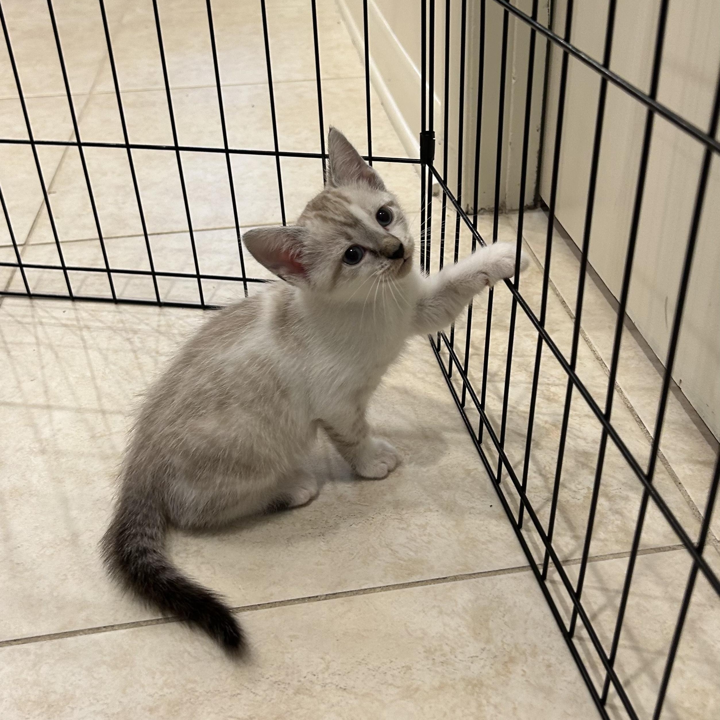 Enlarge White Litter, an adopted American Shorthair in atlanta, GA image 5/5