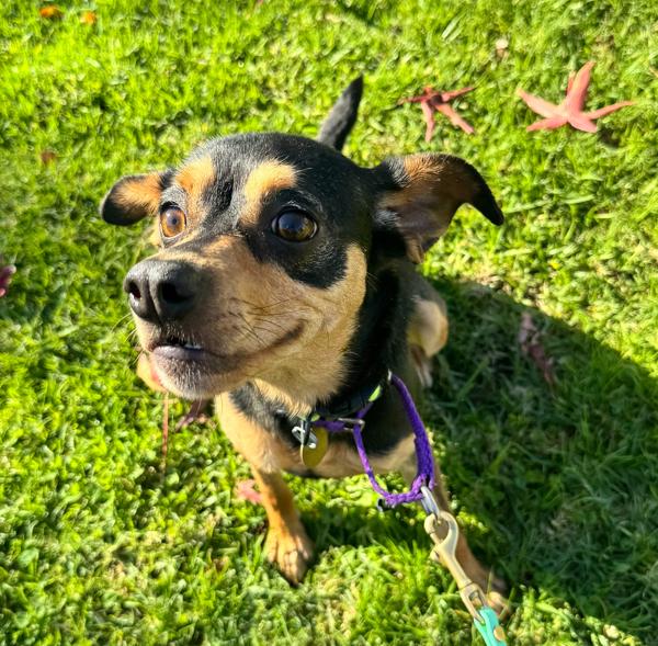 Lilith, Adoptable, Young Female Chihuahua.
