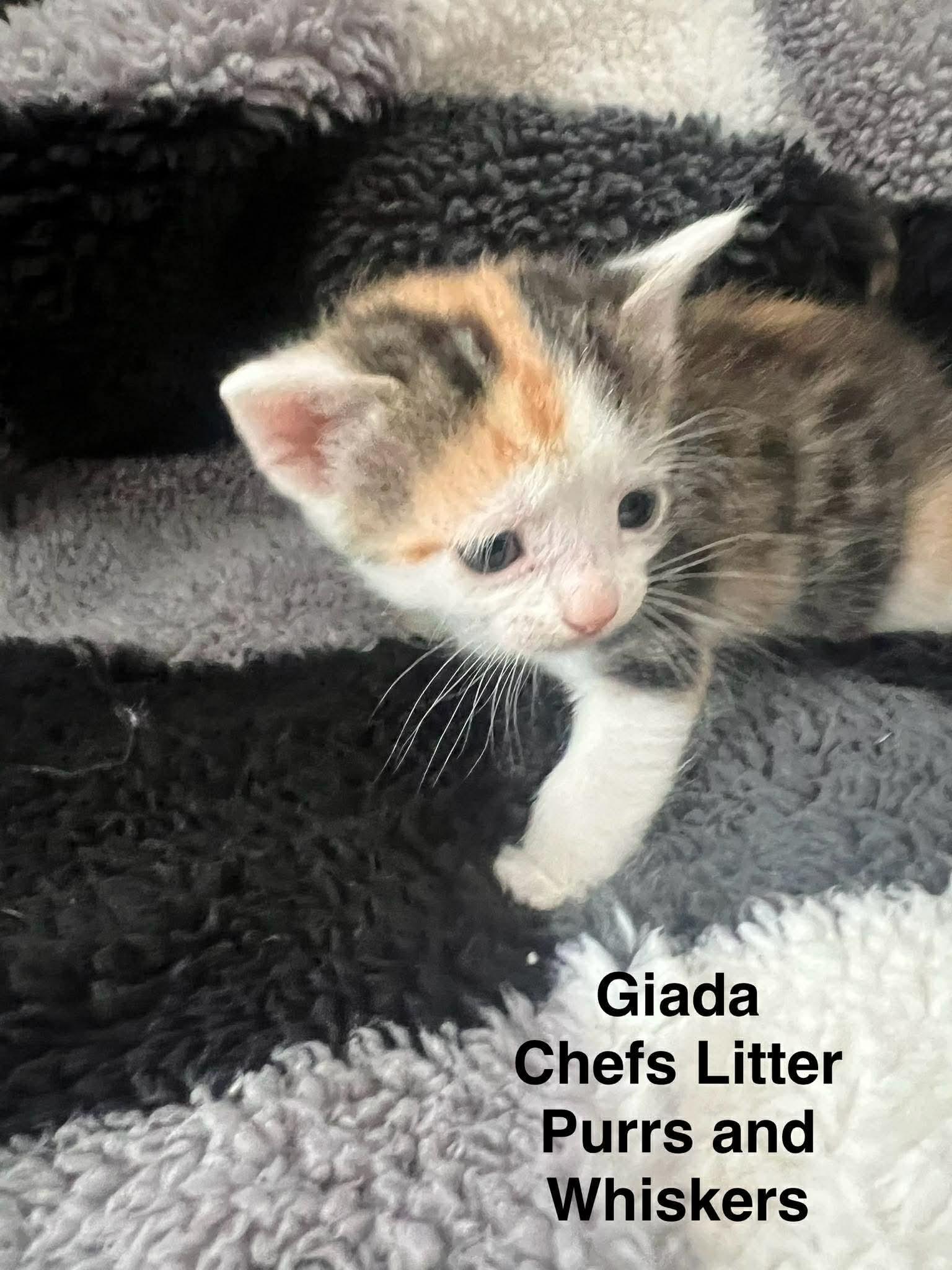 Giada  De Laurentiis, Adoptable, Kitten Female Domestic Short Hair.