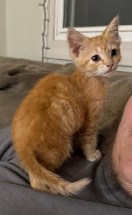 Sierra, Adoptable, Kitten Female Domestic Short Hair & Domestic Short Hair.