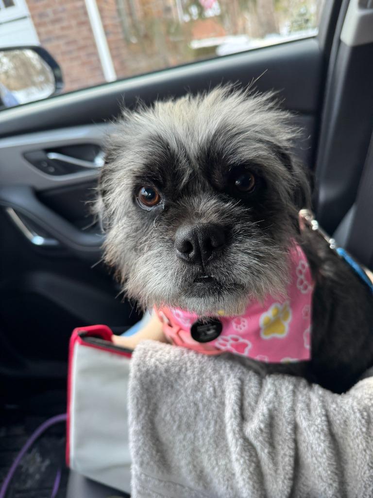 Scarlett Ohara, Adoptable, Adult Female Terrier & Schnauzer.
