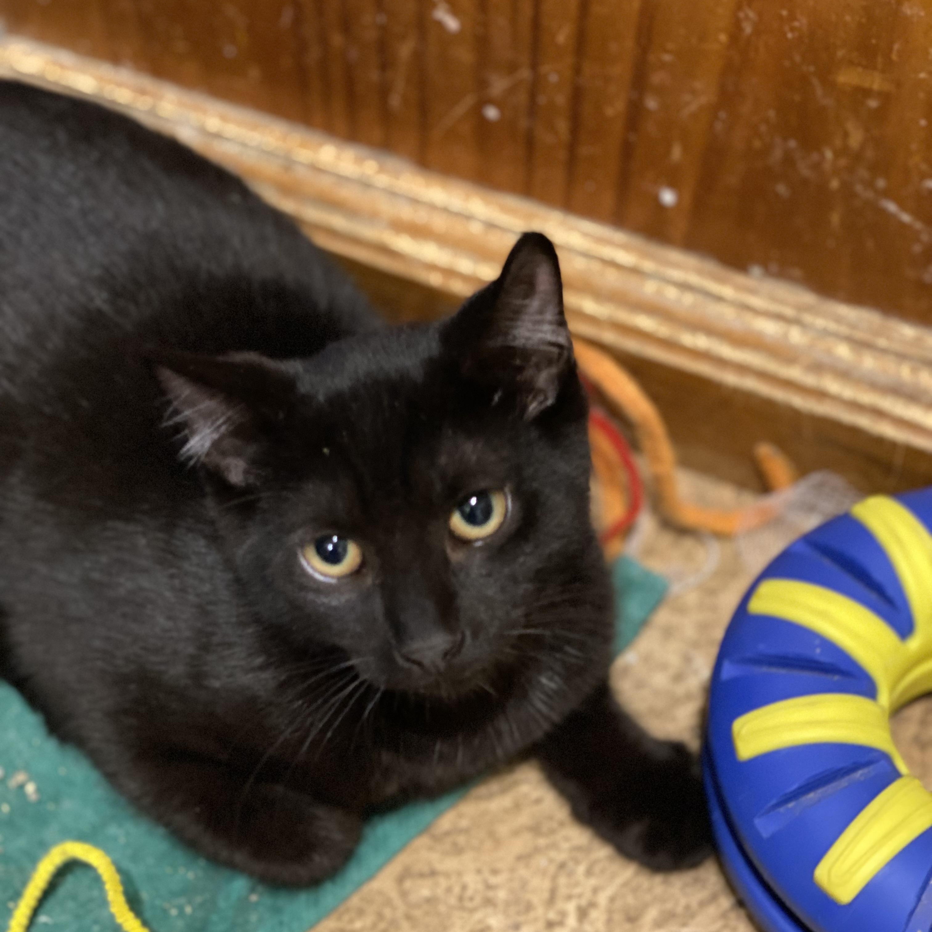 Enlarge Mira, a Adoptable Domestic Short Hair in Buffalo, NY image 1/1