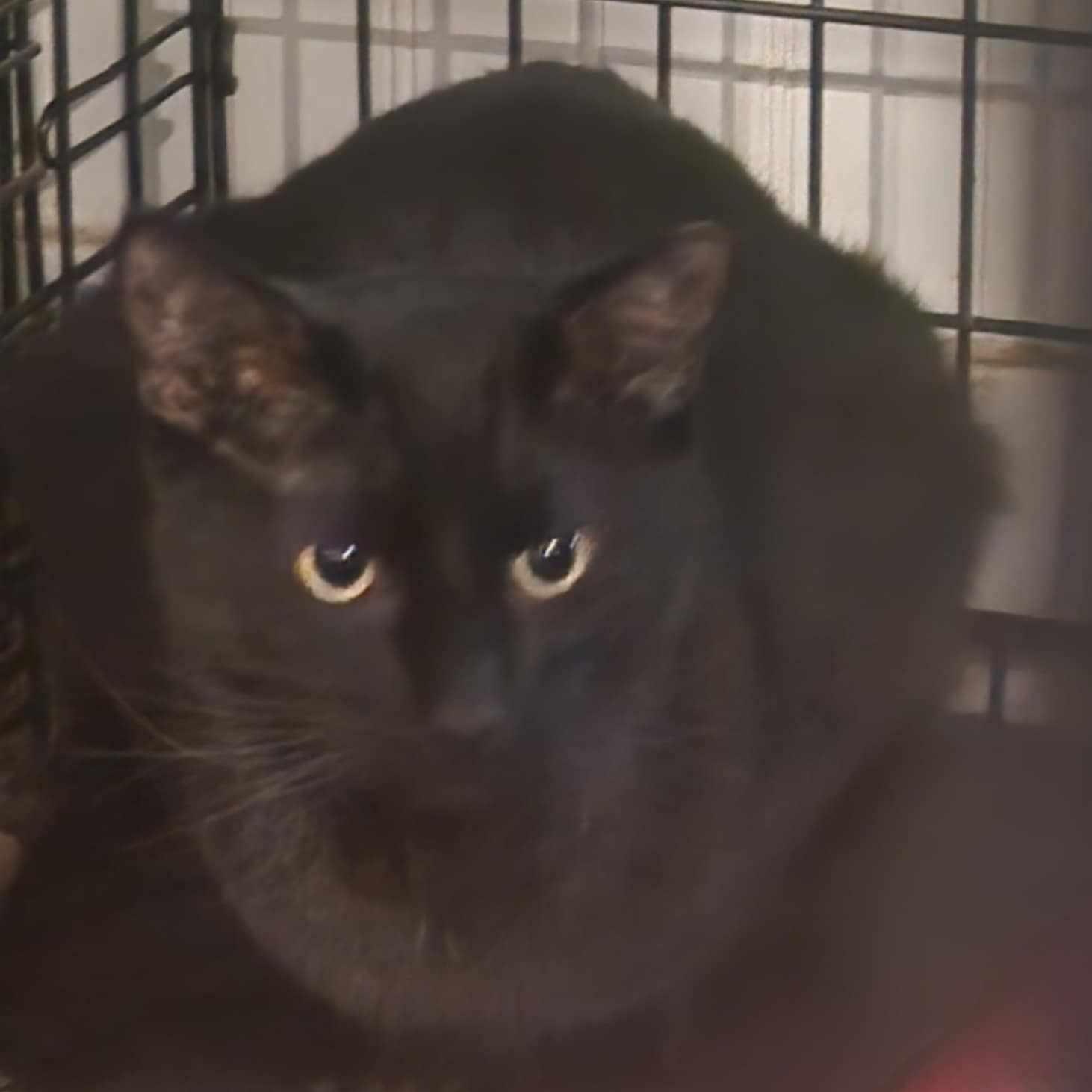 Enlarge Royal, a Adoptable Domestic Medium Hair in Mission, KS image 1/1