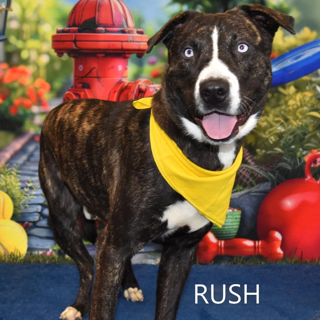 Rush, Adoptable, Adult Male Pit Bull Terrier.