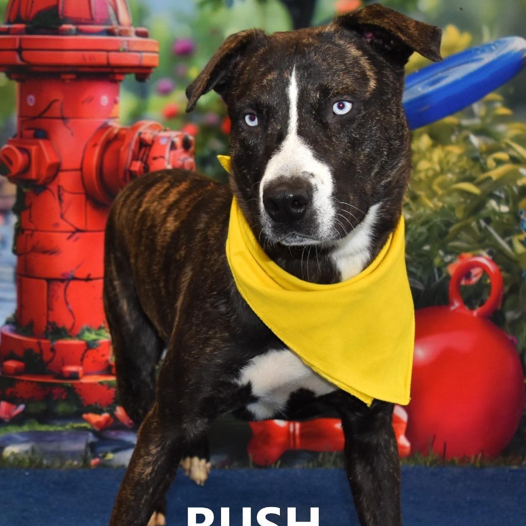 Enlarge Rush, a Adoptable mixed breed in Yuma, AZ image 2/2