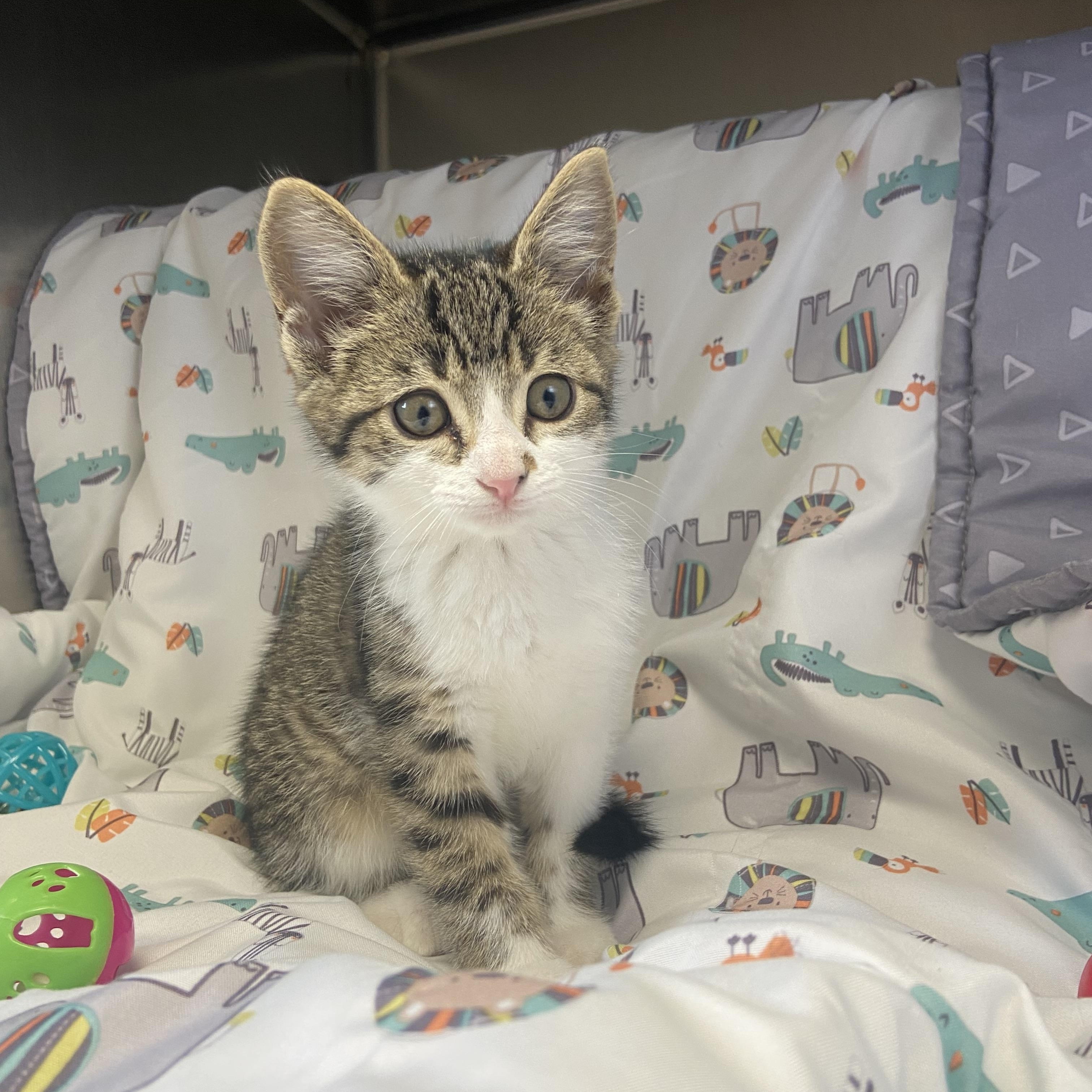 Boomer, adopted, Kitten Female Domestic Short Hair.