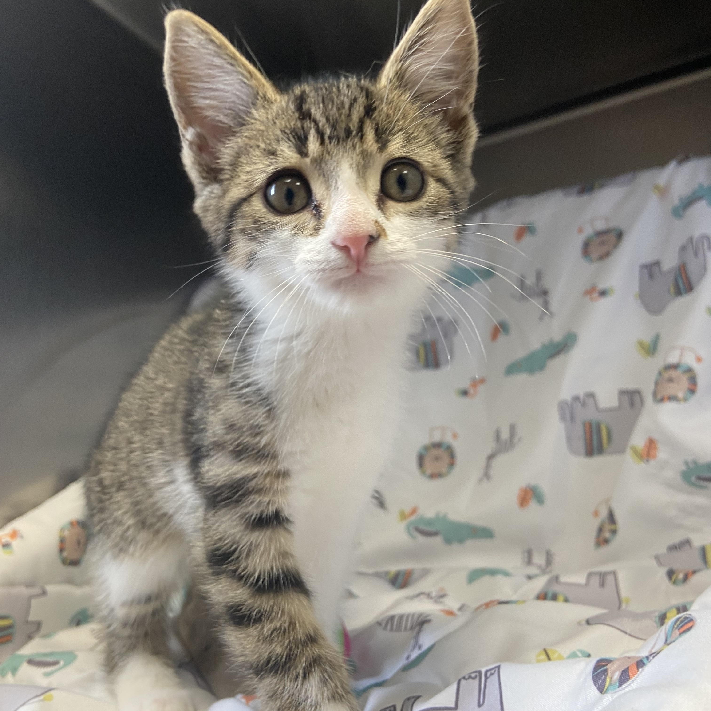 Boomer, an adopted Domestic Short Hair in Edinburg, VA image 2/2