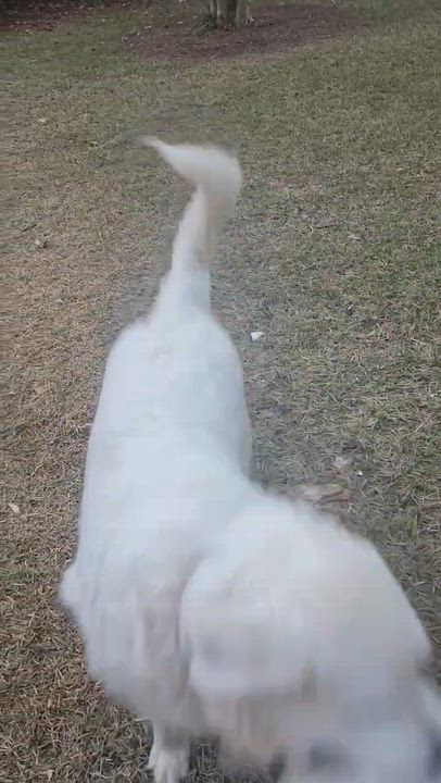 Enlarge BAMA BELLE, a Adoptable Great Pyrenees in Fosters, AL video 4/4