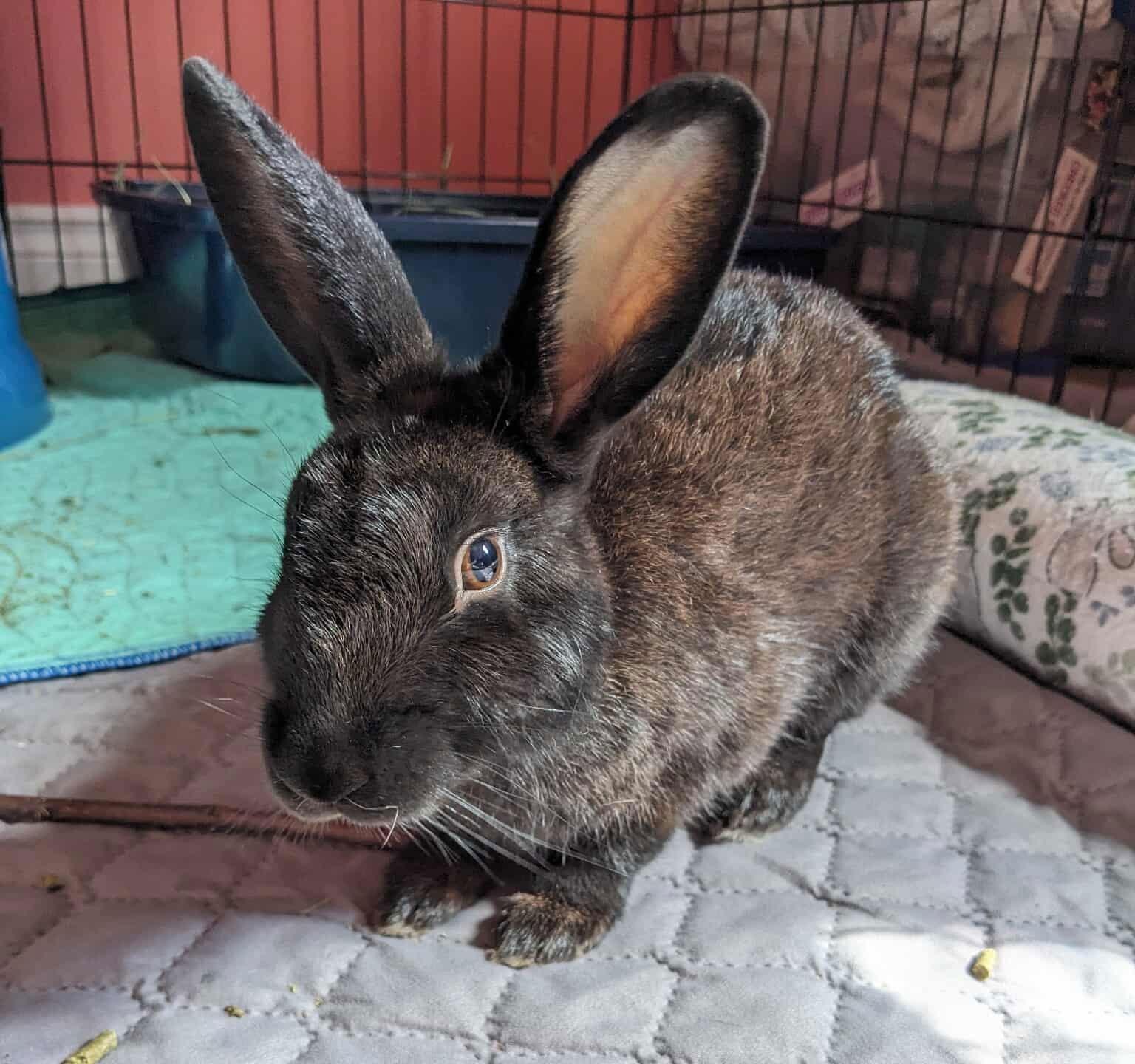 Enlarge Ellie, a Adoptable Bunny Rabbit in Milwaukie, OR image 2/3