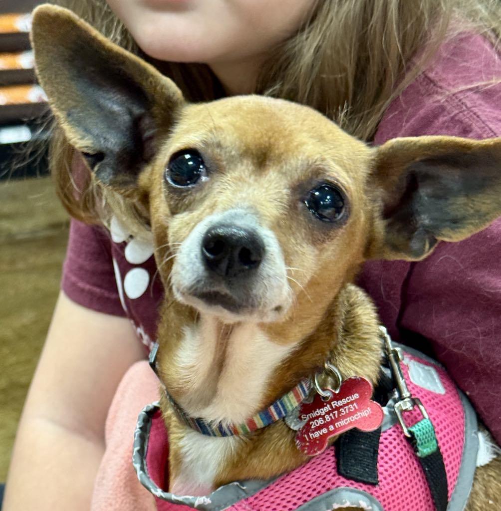 Enlarge Sabine, a Adoptable Chiweenie in Covington, WA image 4/6