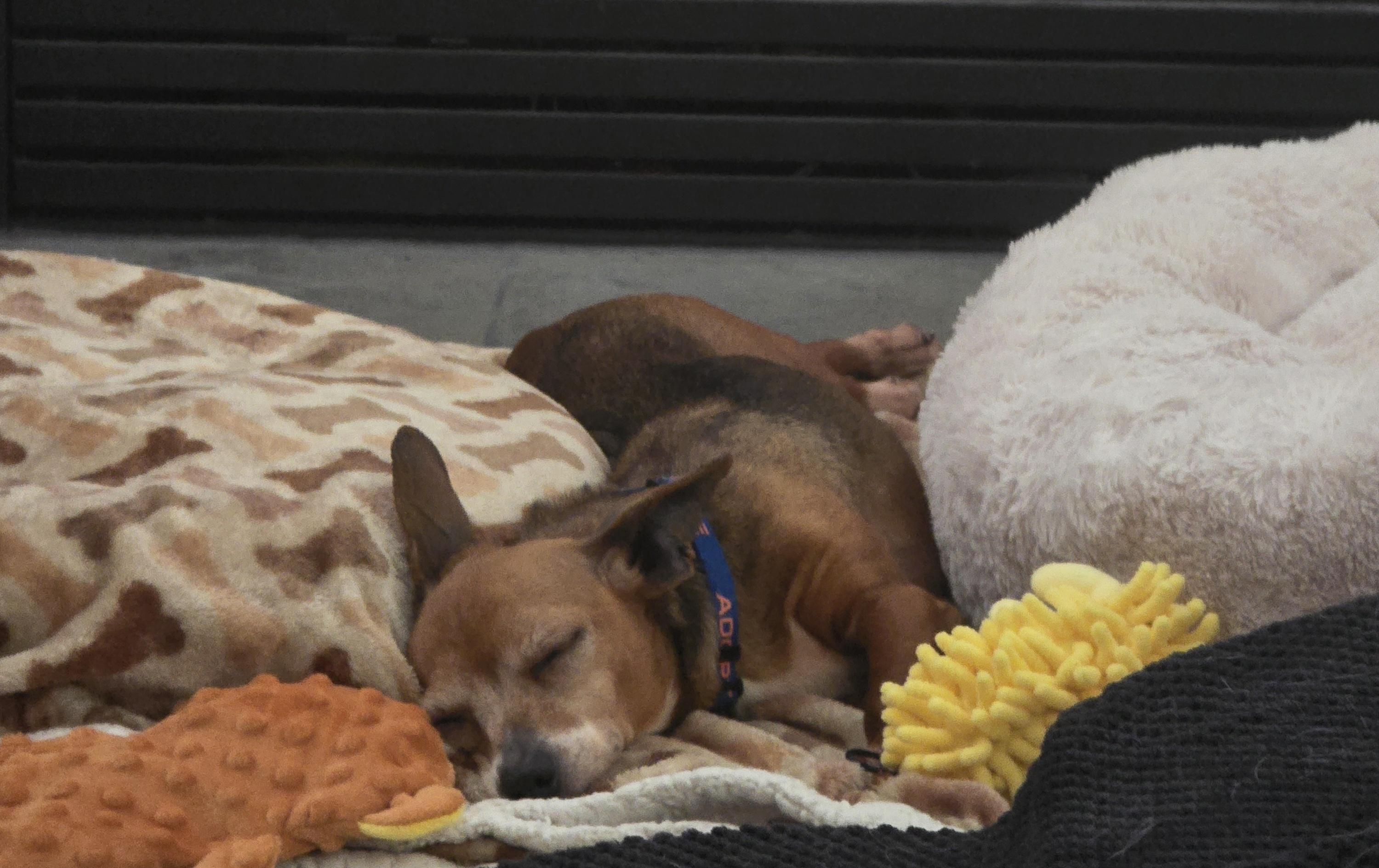 Enlarge Sabine, a Adoptable Chiweenie in Covington, WA image 6/6