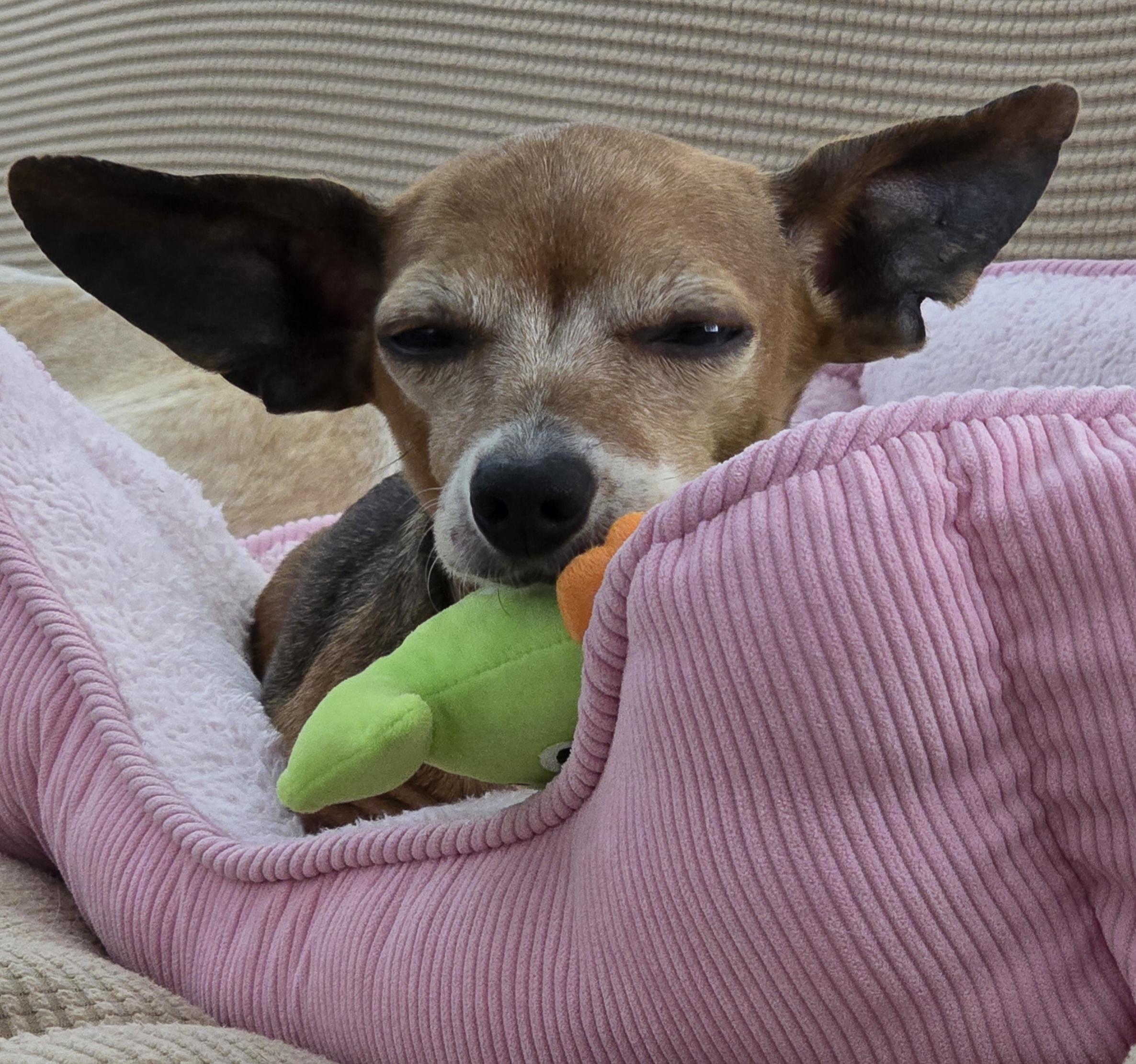 Enlarge Sabine, a Adoptable Chiweenie in Covington, WA image 1/6