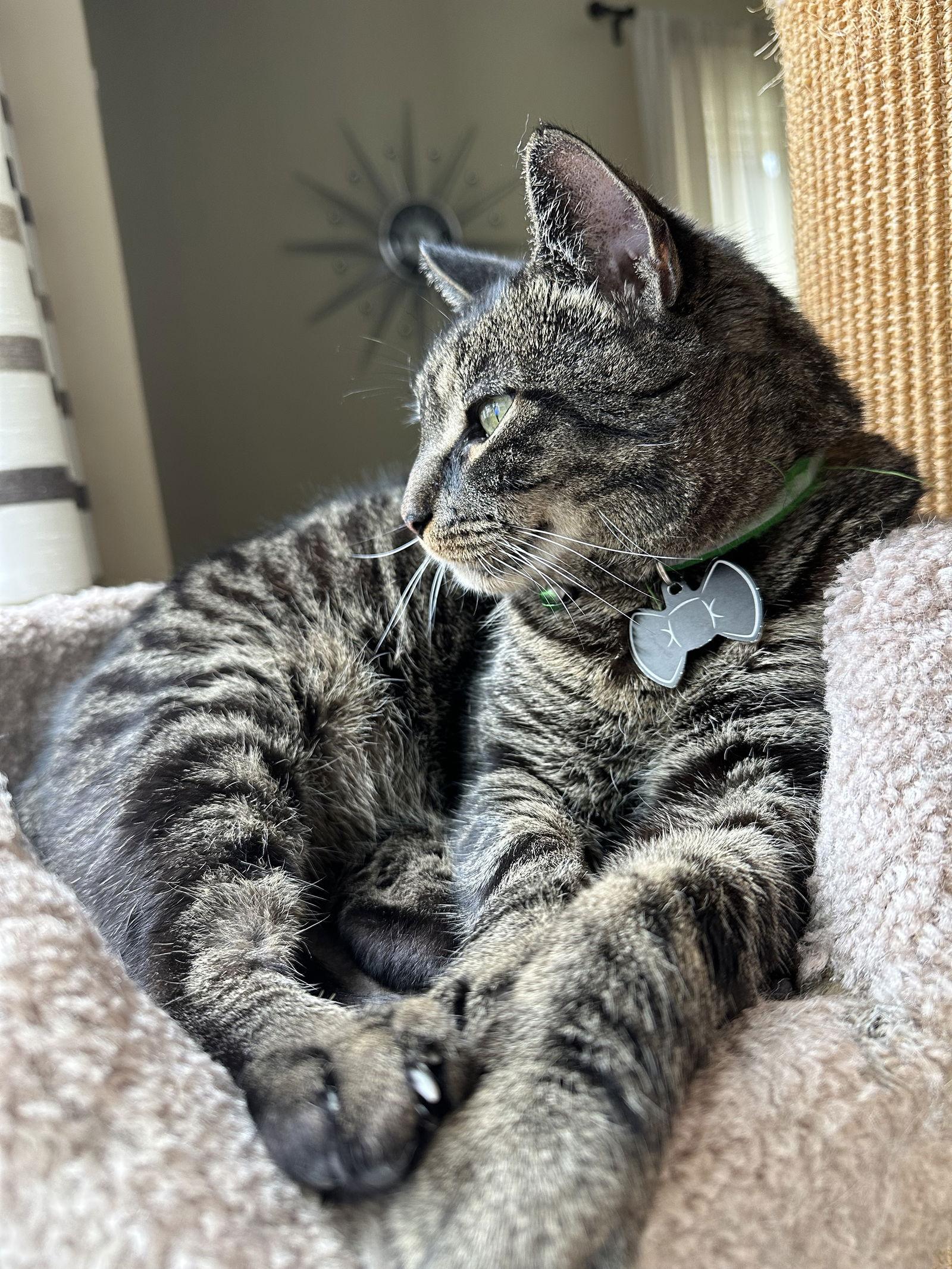 Stolzen, Adoptable, Adult Male Domestic Short Hair.