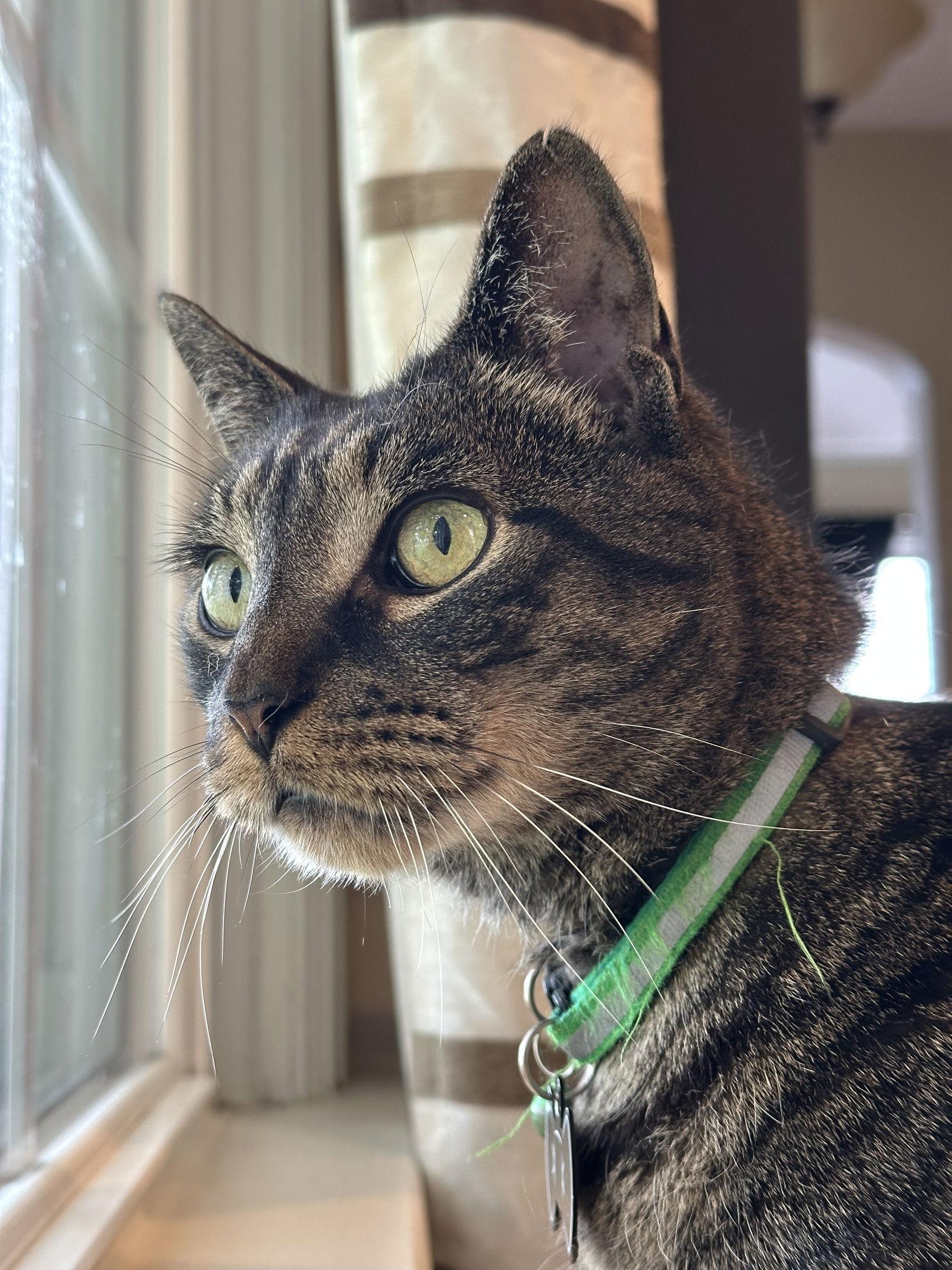 Stolzen, a Adoptable Domestic Short Hair in Trenton, NJ image 2/3