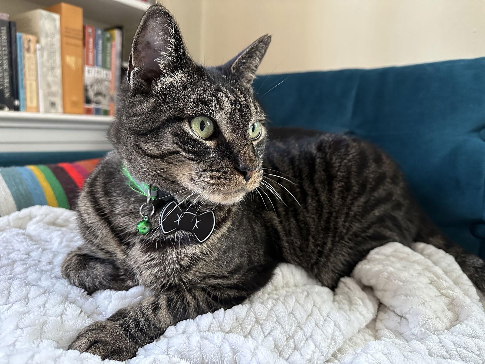 Stolzen, a Adoptable Domestic Short Hair in Trenton, NJ image 3/3