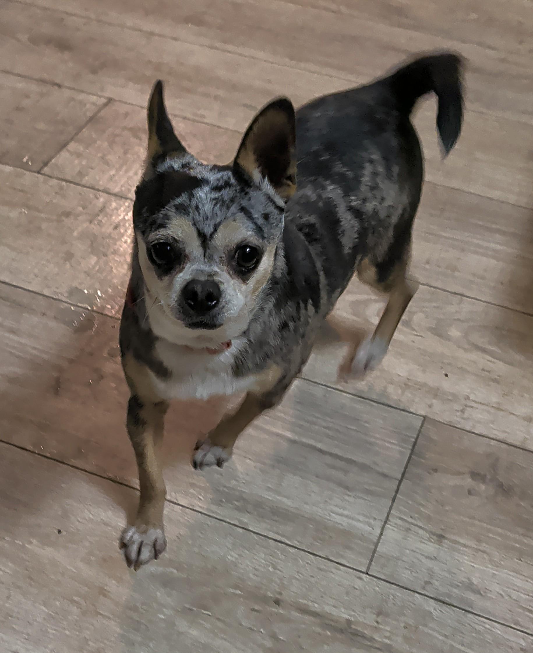 Enlarge Trish, an adoptable Chihuahua in Brainerd, MN image 1/6