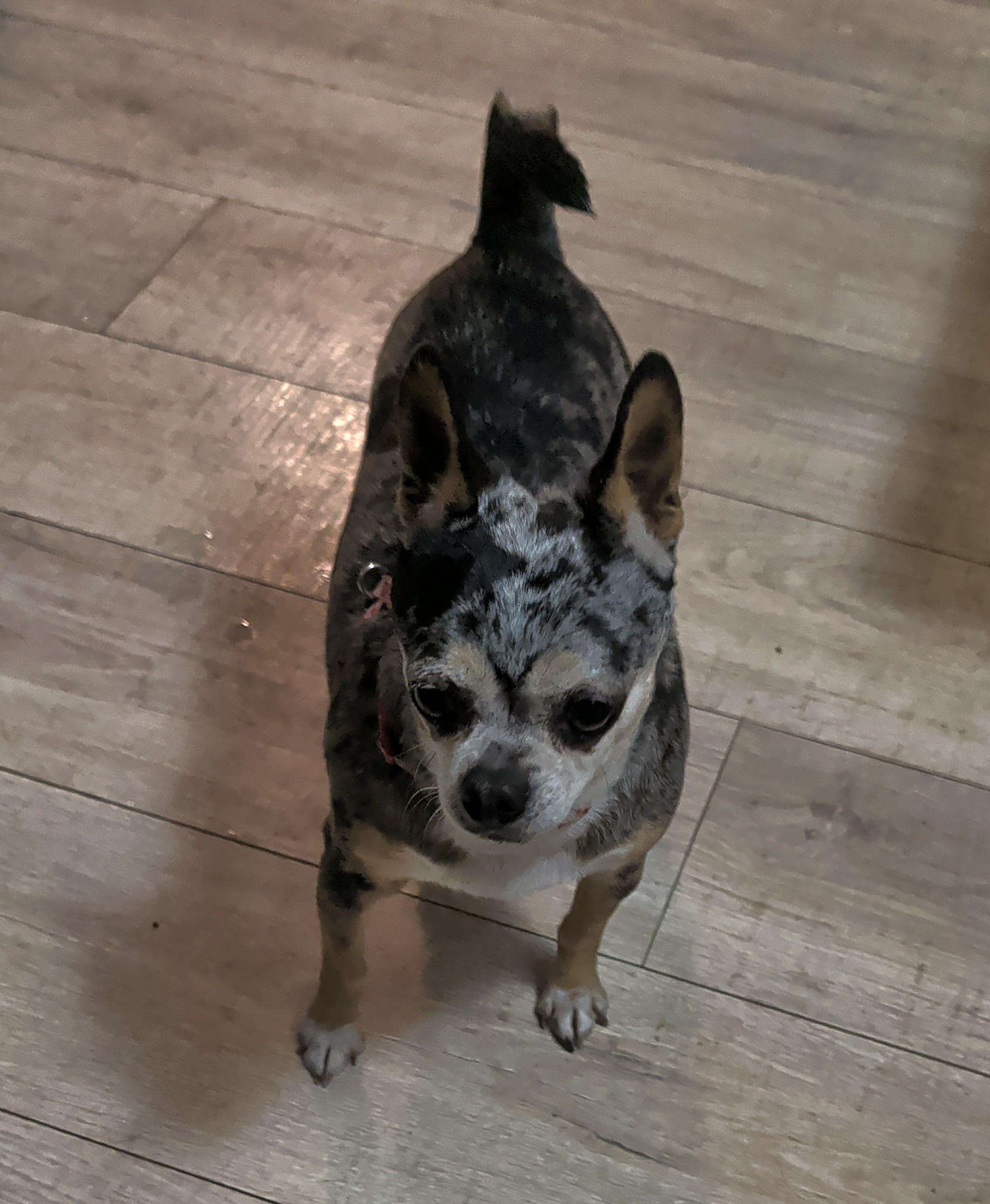 Enlarge Trish, an adoptable Chihuahua in Brainerd, MN image 2/6