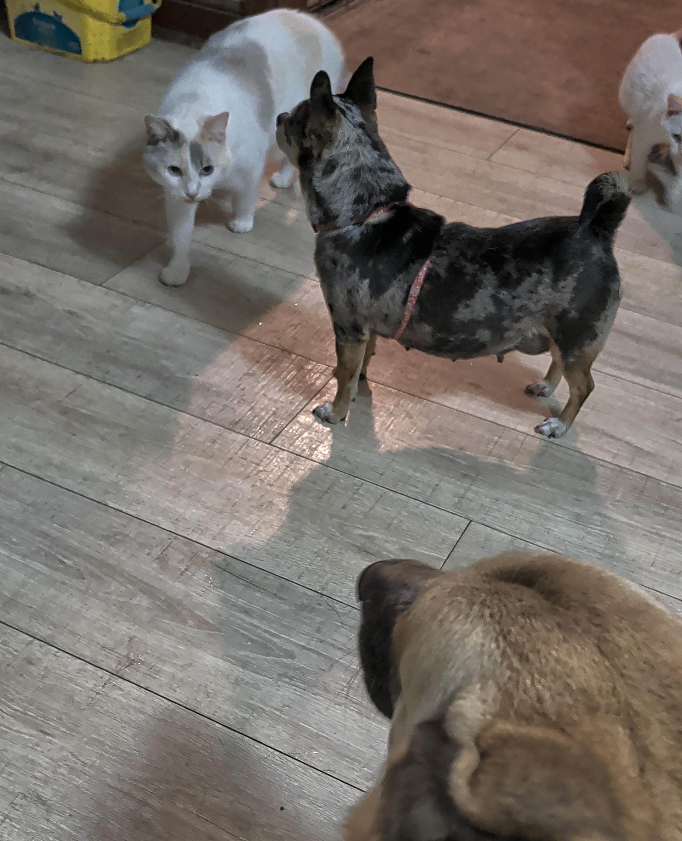 Enlarge Trish, an adoptable Chihuahua in Brainerd, MN image 3/6