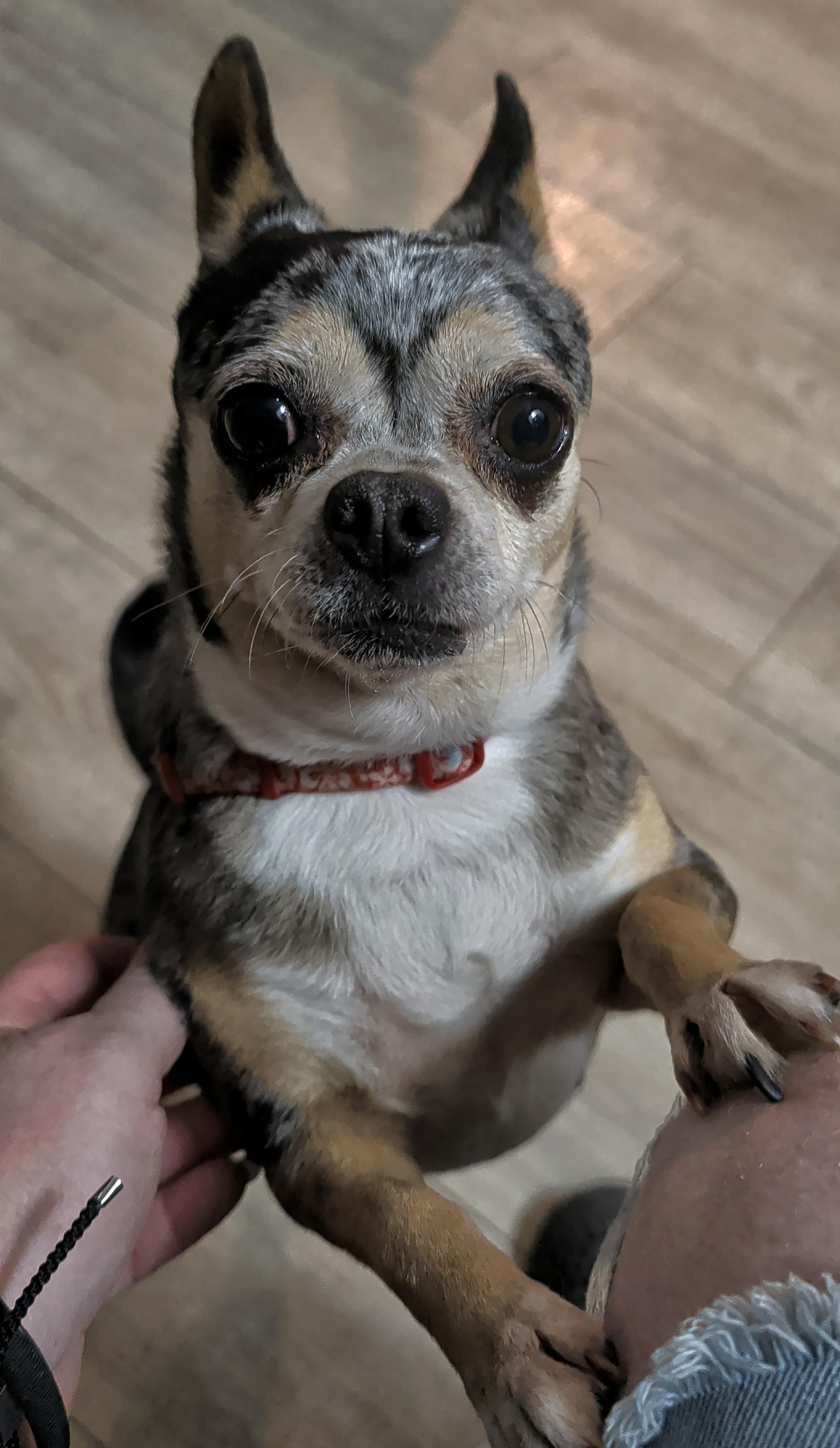 Enlarge Trish, an adoptable Chihuahua in Brainerd, MN image 4/6