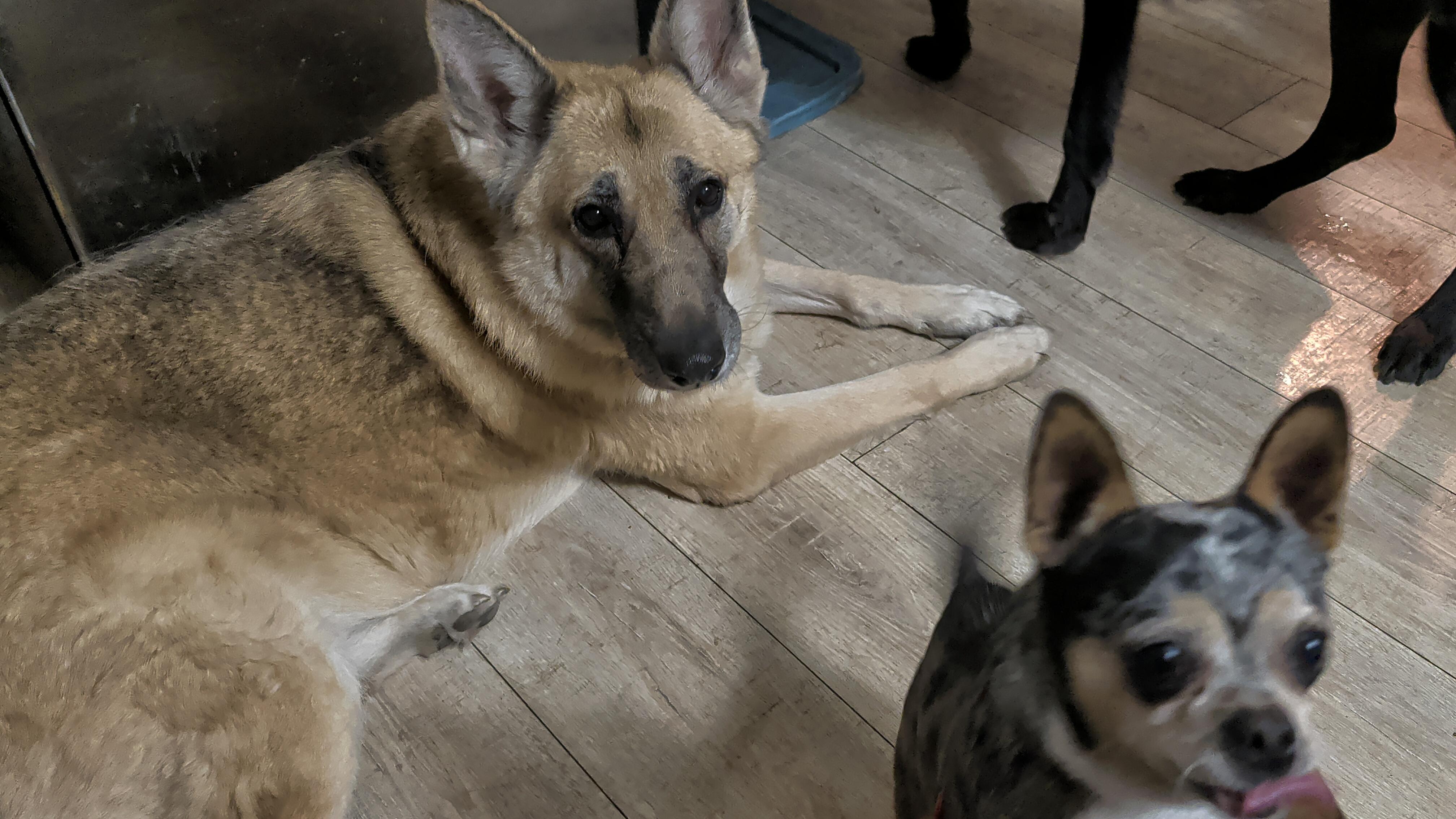 Enlarge Trish, an adoptable Chihuahua in Brainerd, MN image 5/6