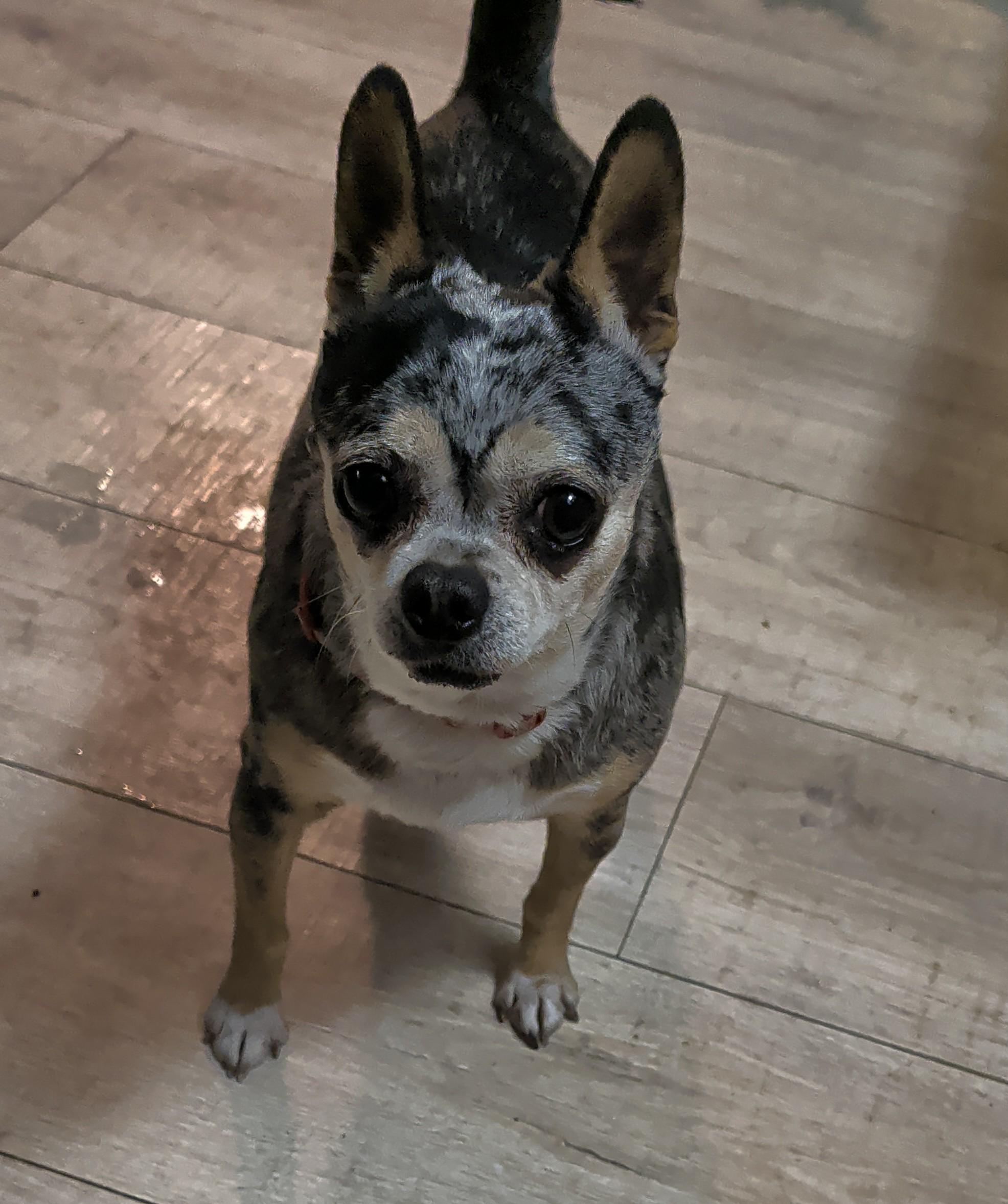 Enlarge Trish, an adoptable Chihuahua in Brainerd, MN image 6/6