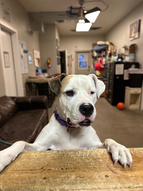 Frida