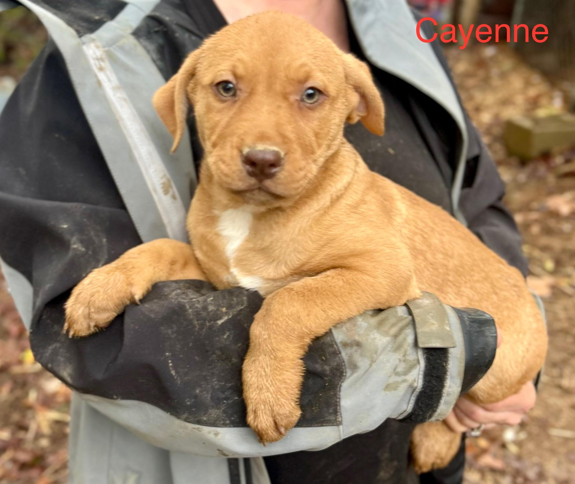 Enlarge Cayenne, a Adoptable Mixed Breed in Toms River, NJ image 2/4