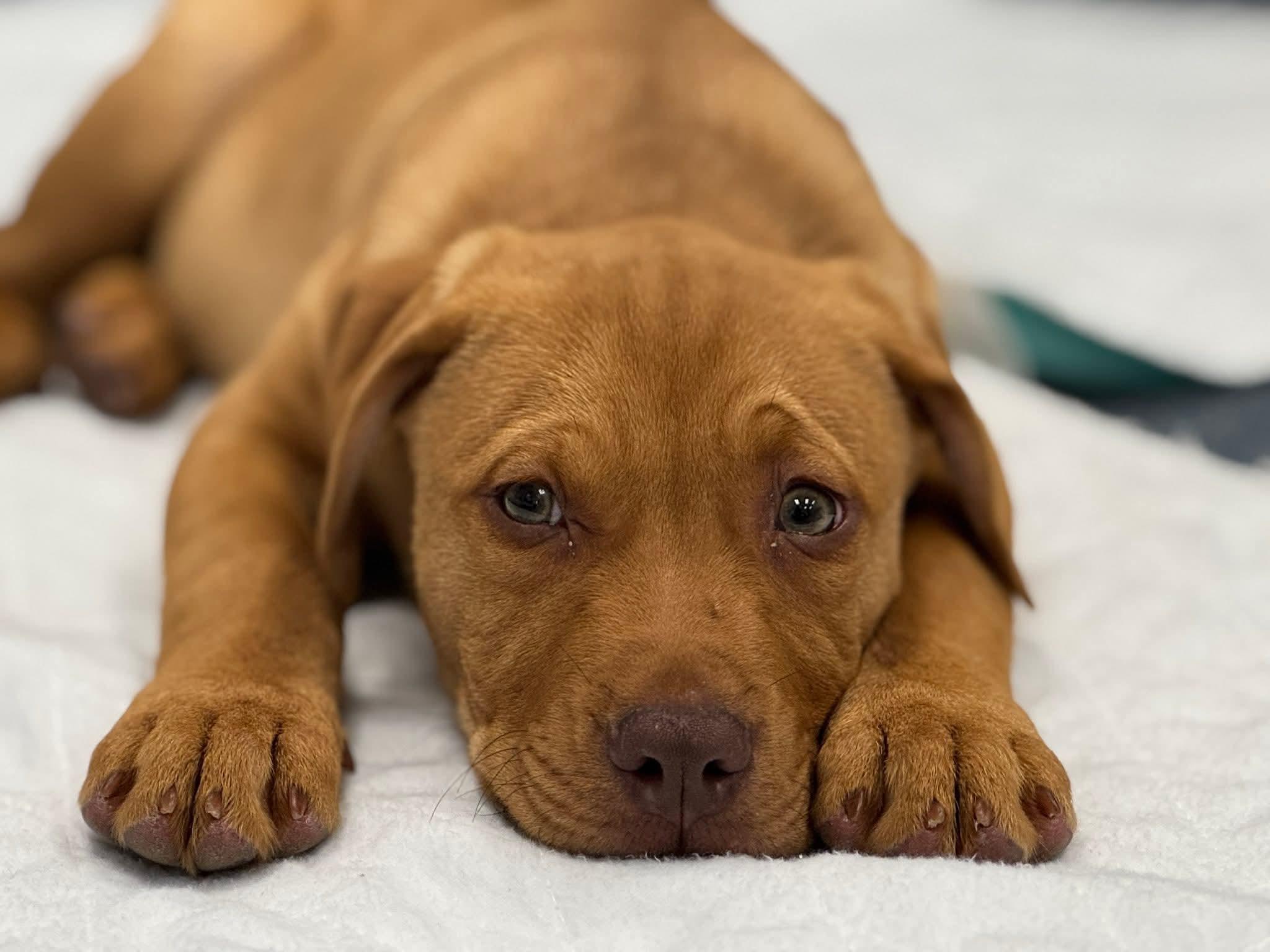 Enlarge Cayenne, a Adoptable Mixed Breed in Toms River, NJ image 3/4