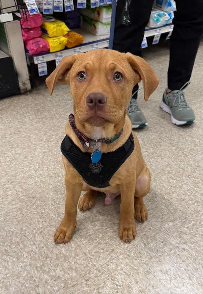 Cayenne, adoptable, Puppy Male Mixed Breed.