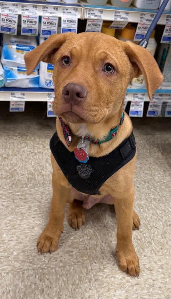 Enlarge Cayenne, an adoptable Mixed Breed in Toms River, NJ image 5/5