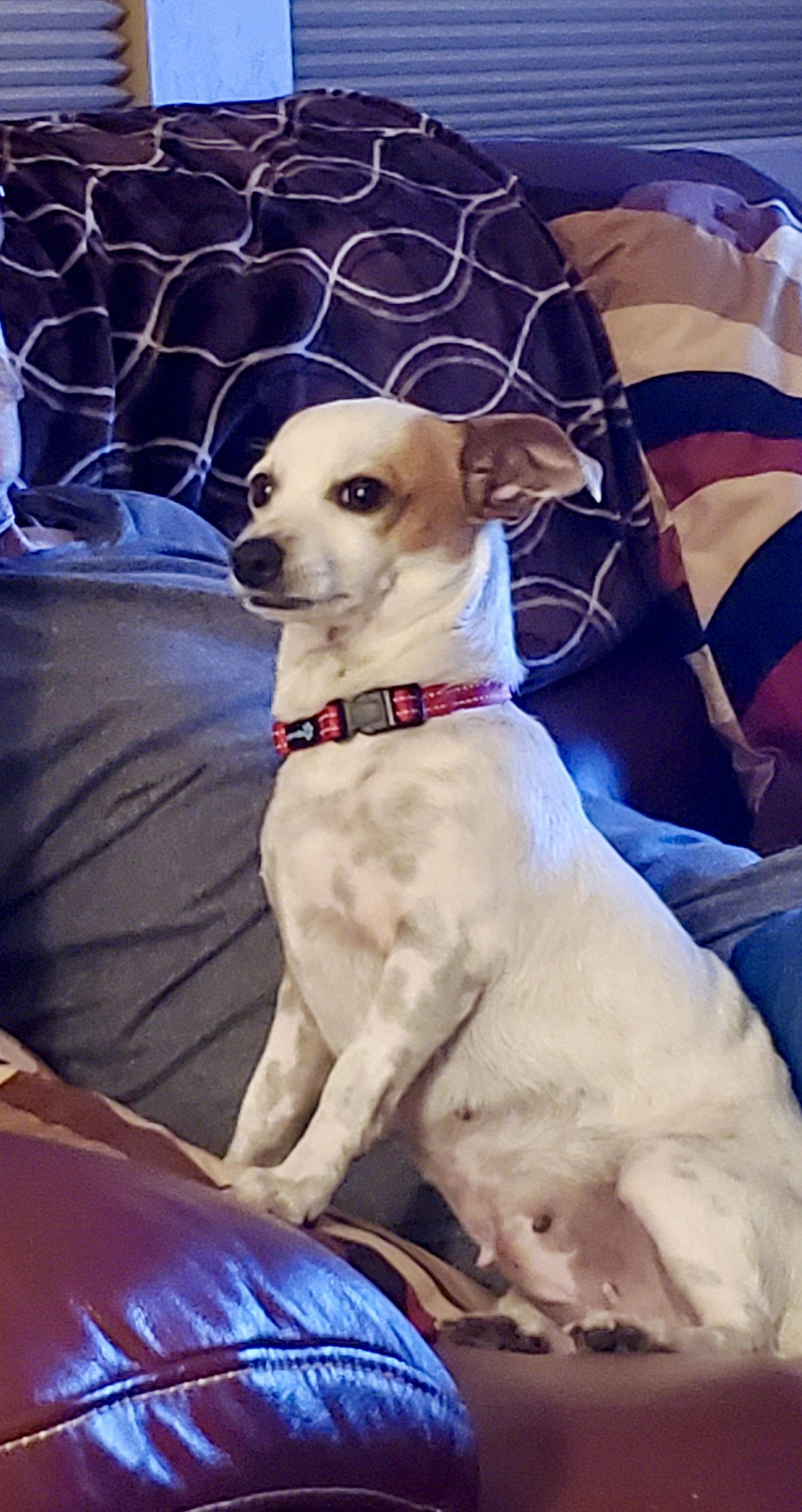 Broccolini, Adopted, Adult Female Chihuahua.