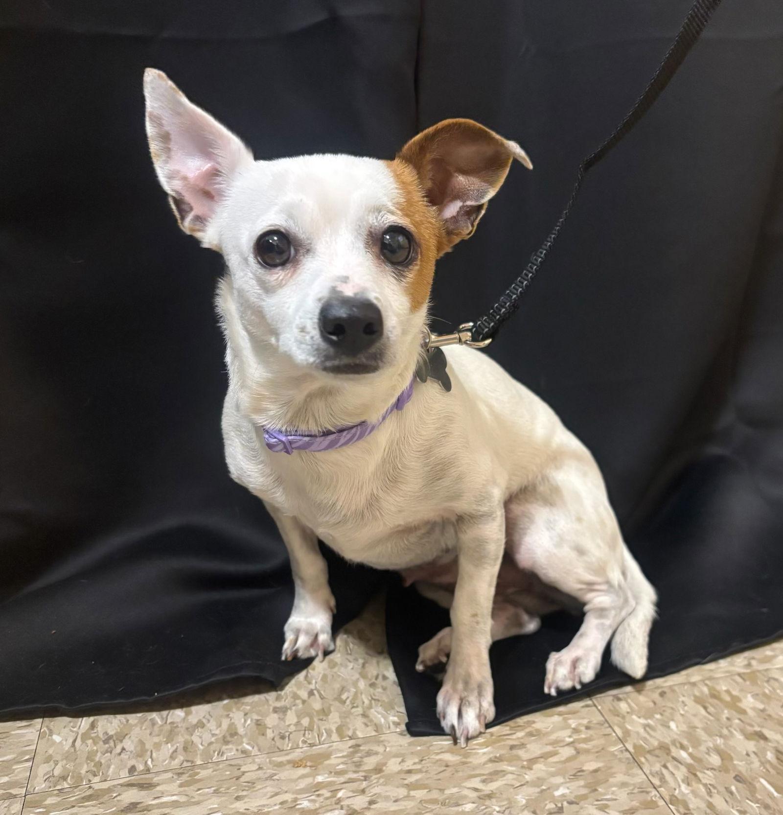 Enlarge Broccolini, a Adopted Chihuahua in Glendale, AZ image 2/3