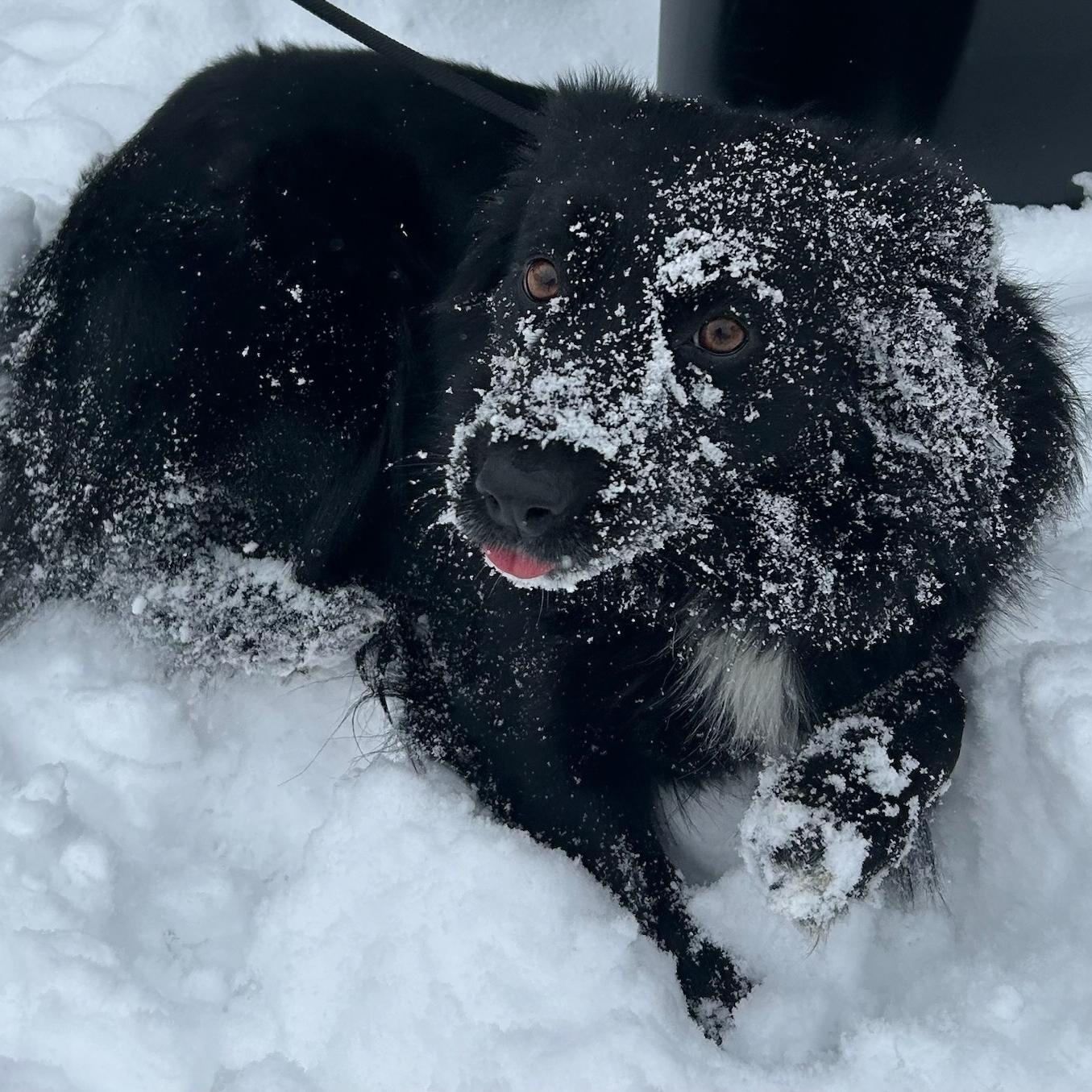 Enlarge Nani, an adopted Australian Shepherd in Traverse City, MI image 1/1