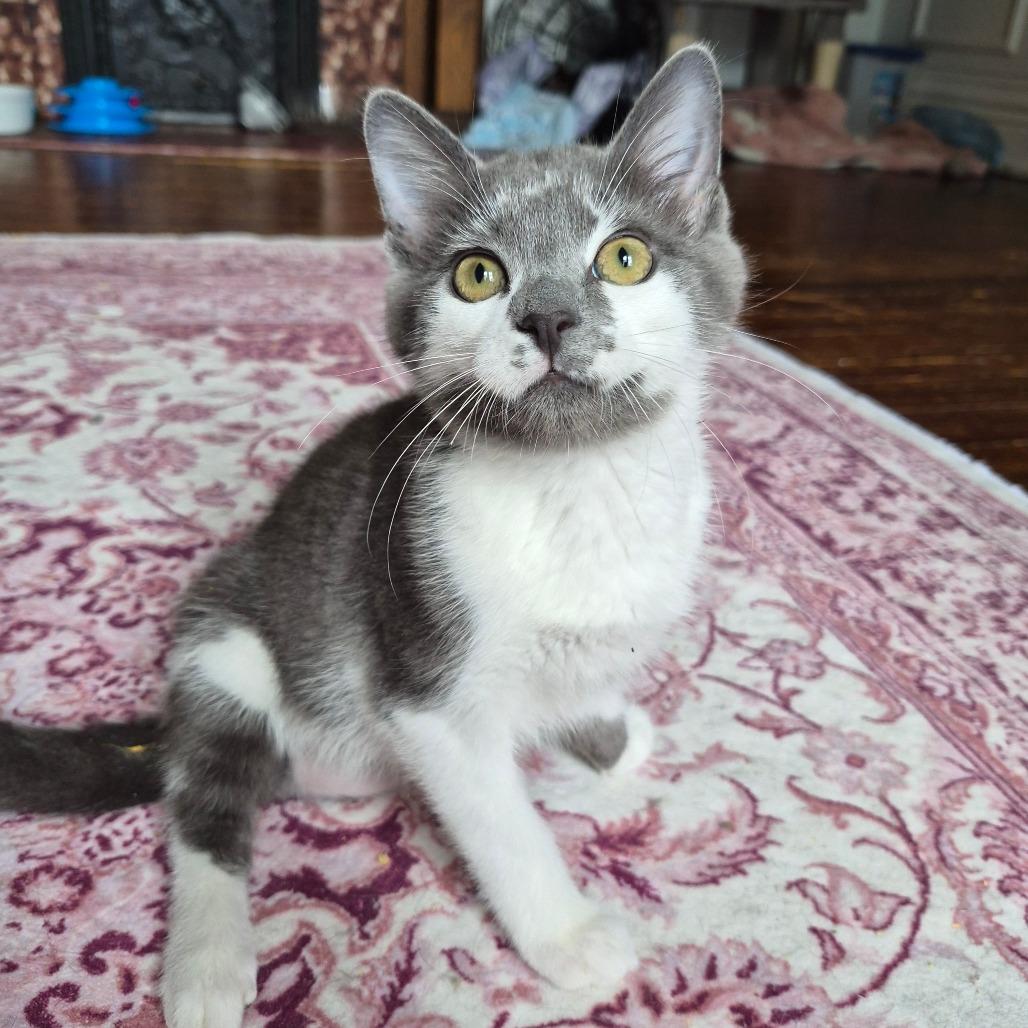 Smudge, a Adoptable Domestic Short Hair in Lexington, KY image 1/4