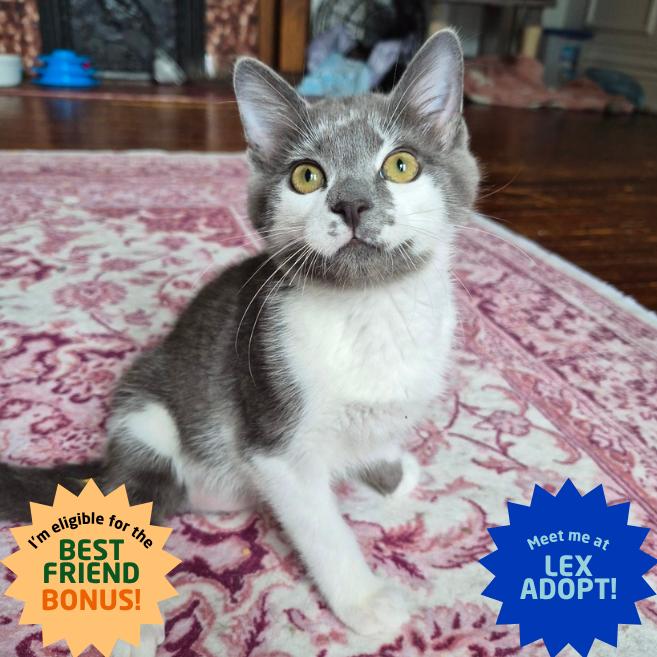 Smudge, a Adoptable Domestic Short Hair in Lexington, KY image 2/4