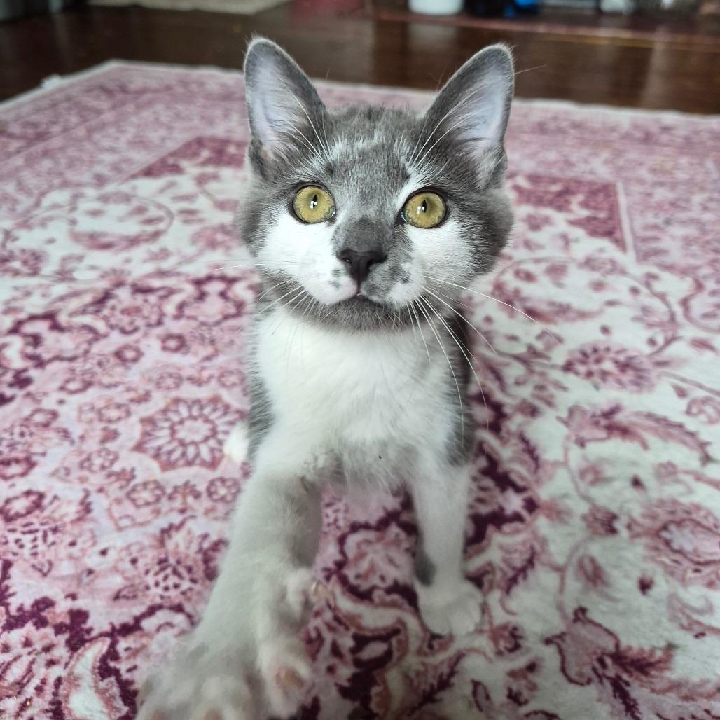 Smudge, a Adoptable Domestic Short Hair in Lexington, KY image 3/4