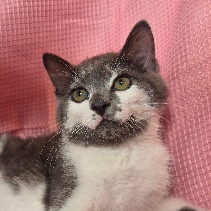 Smudge, a Adoptable Domestic Short Hair in Lexington, KY image 4/4
