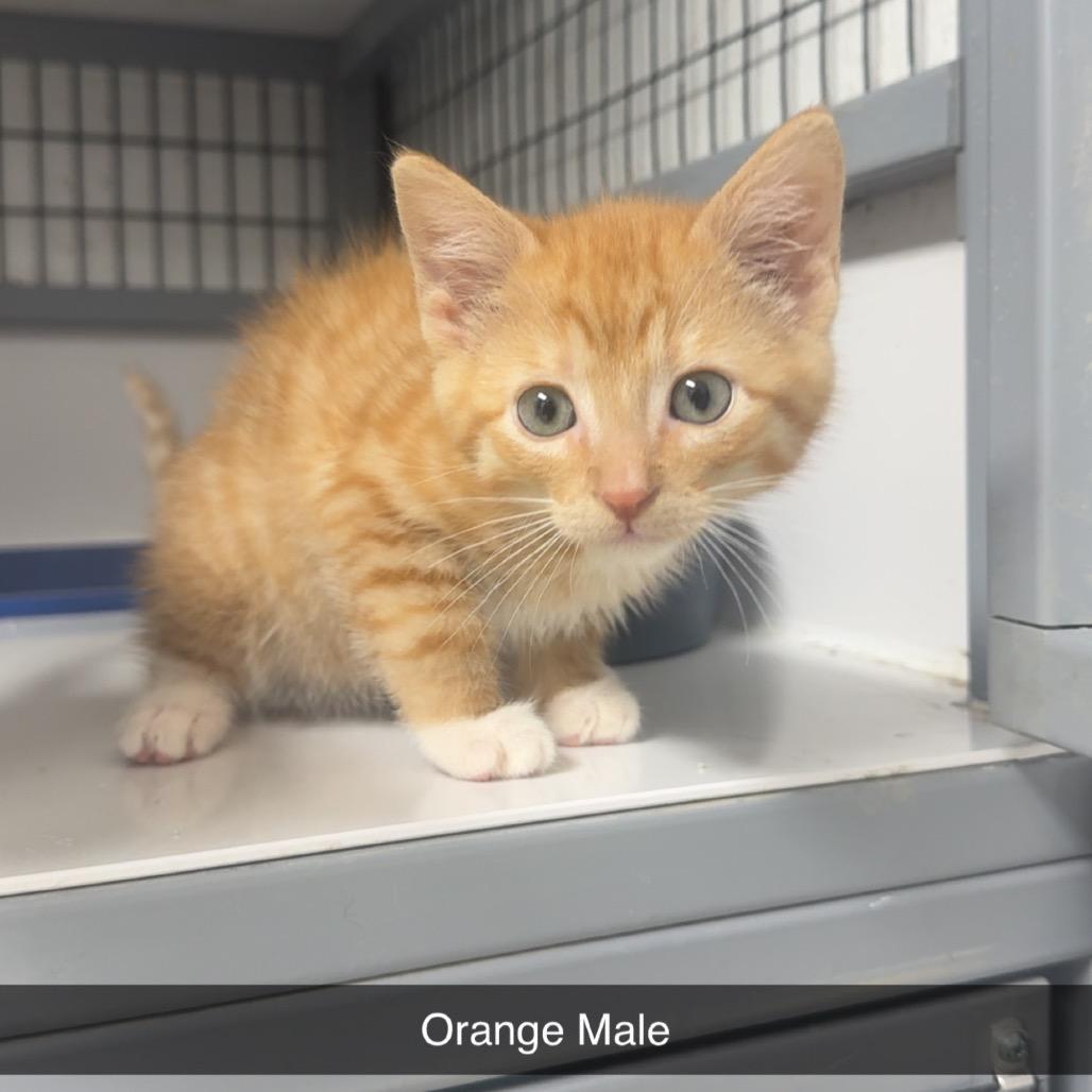 Pippi, a Adoptable Domestic Medium Hair in Shelbyville, IL image 1/2