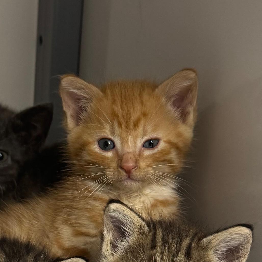 Pippi, a Adoptable Domestic Medium Hair in Shelbyville, IL image 2/2