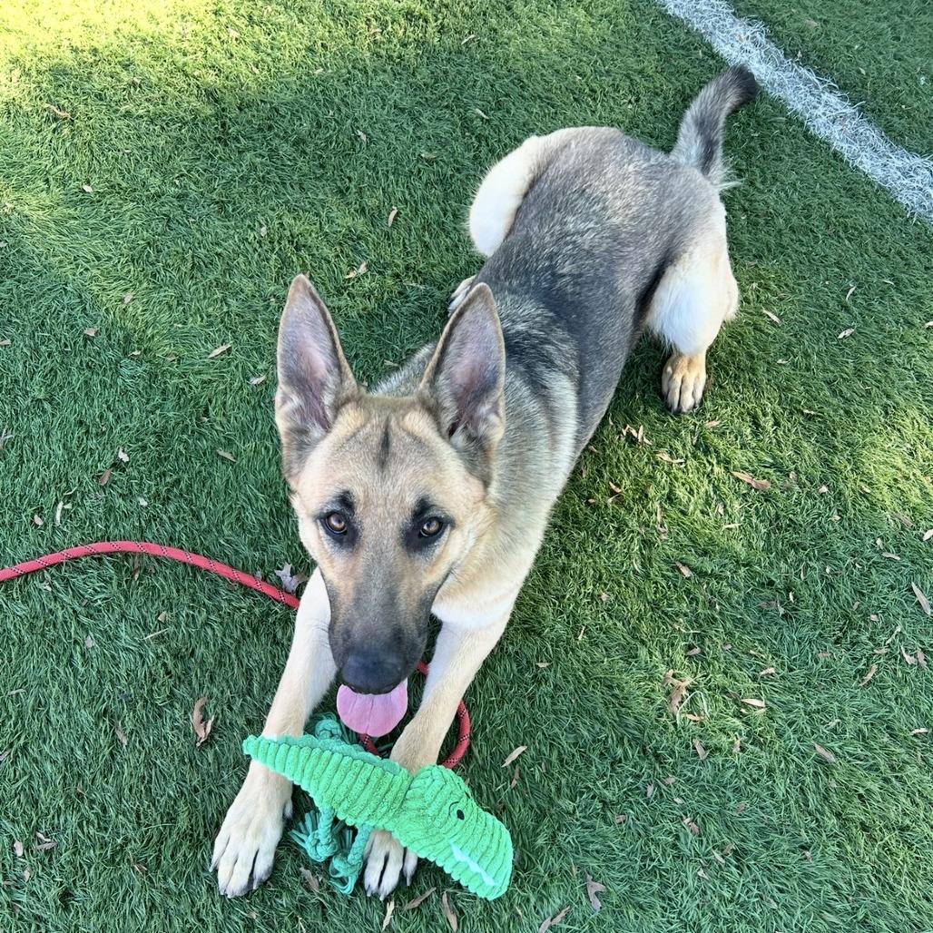 Gabi, Adoptable, Adult Female German Shepherd Dog & Mixed Breed.