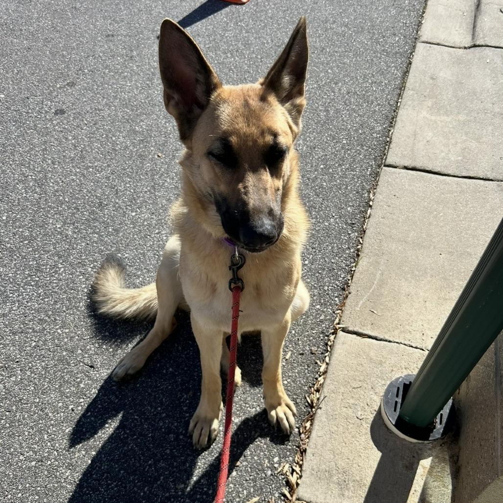 Enlarge Gabi, a Adoptable mixed breed in Lenoir, NC image 2/2
