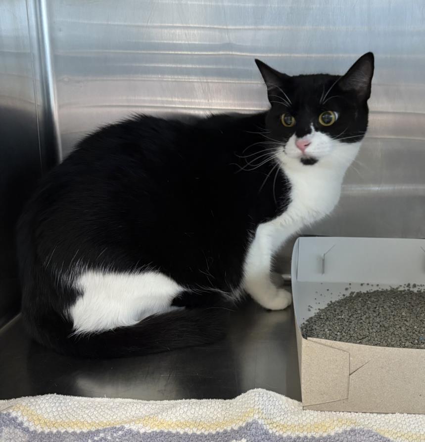 Enlarge MISHA, a Adoptable Domestic Short Hair in Salisbury, NC image 1/1