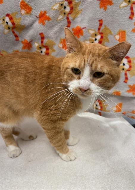 Enlarge MOOSE, a Adoptable Domestic Short Hair in Peoria, IL image 1/1
